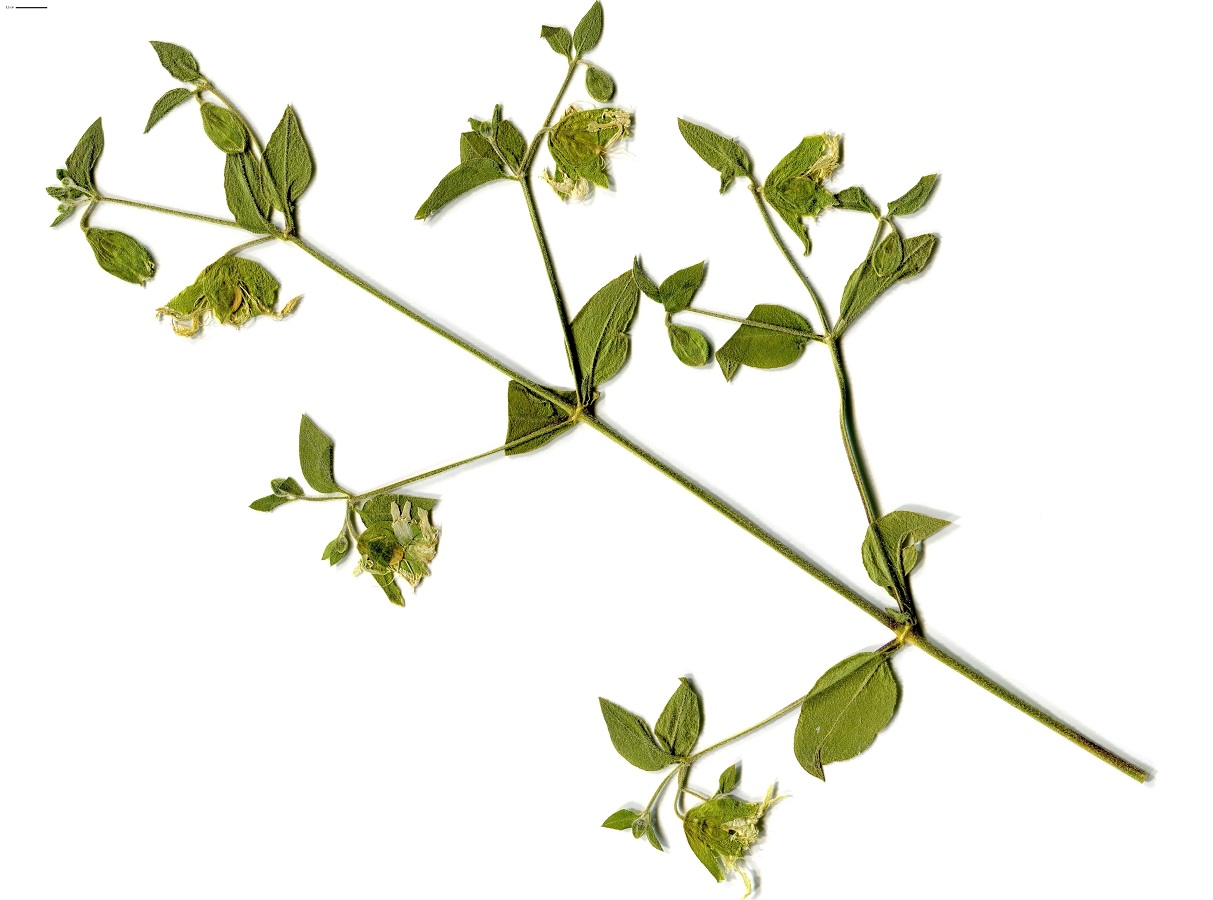 Silene baccifera (Caryophyllaceae)